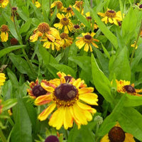 Helenium wyndley - Hélénie Wyndley - 