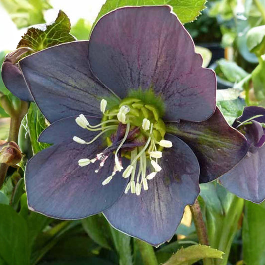 Héllébore d'Orient Slaty Blue - Bakker