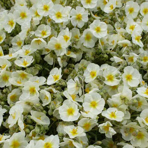 Bakker - 3 Hélianthèmes The Bride - Helianthemum the bride - Plantes d'extérieur