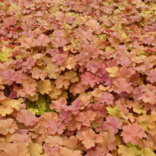 Bakker - Heuchère Caramel - Heuchera caramel - Plantes d'extérieur