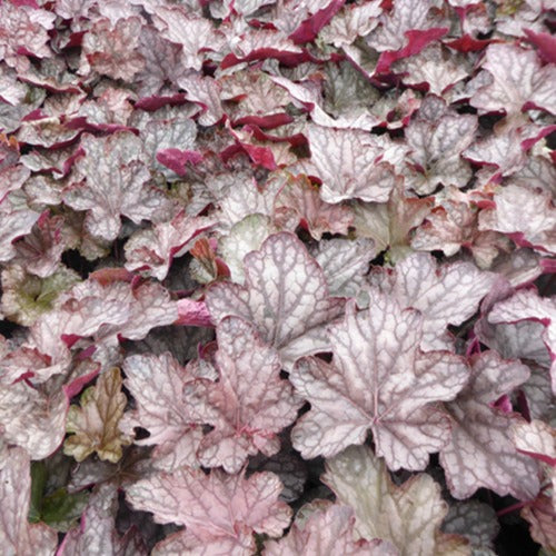 Bakker - Heuchère Cascade Dawn - Heuchera cascade dawn - Plantes d'extérieur