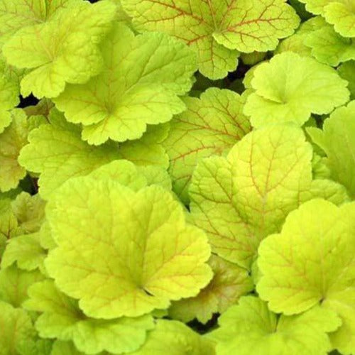 Heuchère Electric Lime - Bakker