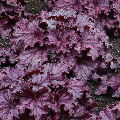 Bakker - Heuchère Forever Purple - Heuchera forever purple - Plantes d'extérieur