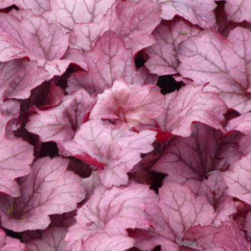 Bakker - Heuchère Georgia Plum - Heuchera georgia plum - Plantes d'extérieur