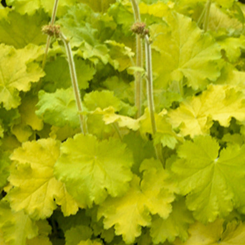 Bakker - Heuchère Lemon Love - Heuchera lemon love - Plantes d'extérieur