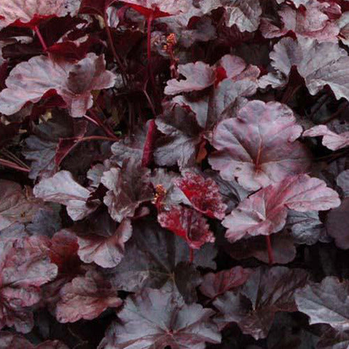 Bakker - Heuchère Obsidian - Heuchera obsidian - Plantes d'extérieur