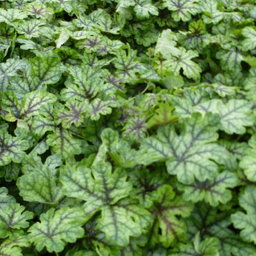 Bakker - Heucherella Tapestry - Heucherella tapestry - Plantes d'extérieur