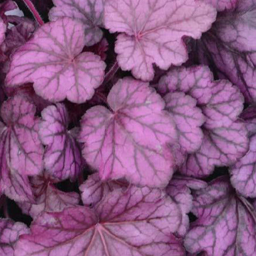 Bakker - Heuchère Wild Rose - Heuchera wild rose  ( primo series ) - Plantes d'extérieur