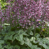 Heucherella Pink Fizz - Bakker