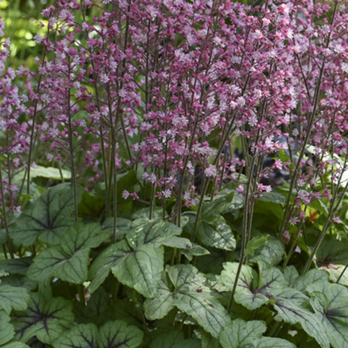 Bakker - Heucherella Pink Fizz - Heucherella pink fizz ( fizz series ) - Plantes d'extérieur