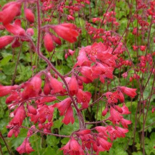 Bakker - 3 Heuchères sanguines Leuchtkäfer - Heuchera sanguinea leuchtkäfer - Plantes d'extérieur