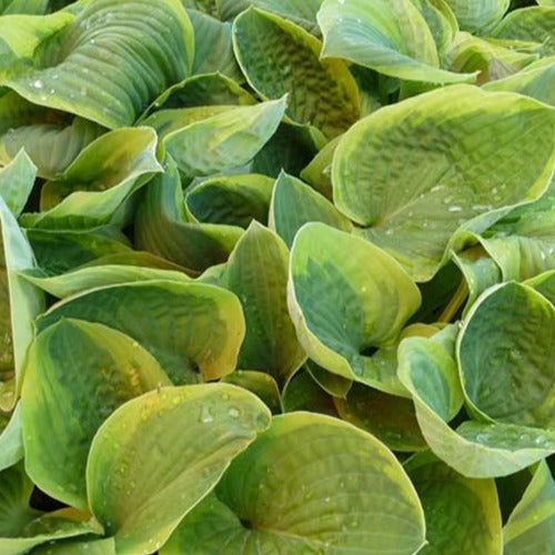 Hosta August Beauty - Bakker