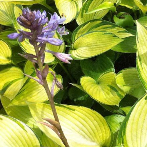 Bakker - Hosta June Fever - Hosta june fever - Plantes d'extérieur