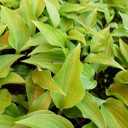 Bakker - Hosta Little Red Rooster - Hosta little red rooster - Plantes d'extérieur