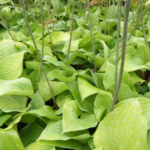 Bakker - Hosta Red Cadet - Hosta red cadet - Plantes d'extérieur