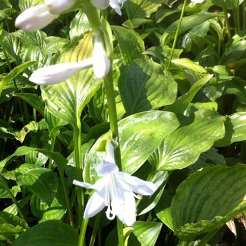 Hosta Royal Standard - Bakker