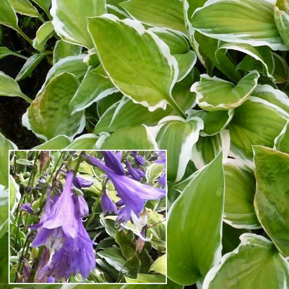 Hosta de Siebold Ginko Craig - Bakker
