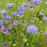 Jasione lisse Blaulicht - Bakker