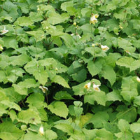 Fleur de cire de Corée - Bakker