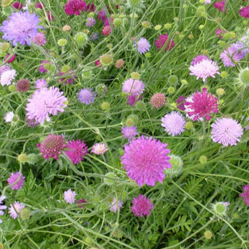 Bakker - Petite scabieuse de Macédoine Melton Pastels - Knautia macedonica melton pastels - Plantes d'extérieur