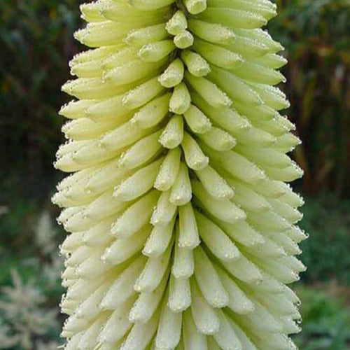 Bakker - Tritoma Ice Queen - Kniphofia ice queen - Plantes d'extérieur