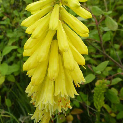 Bakker - Tritoma Lemon Popsicle - Kniphofia lemon popsicle ( popsicle series ) - Plantes d'extérieur