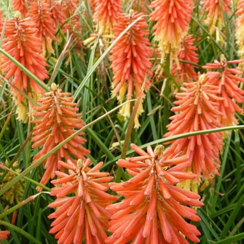 Bakker - Tritoma Redhot Popsicle - Kniphofia redhot popsicle ( popsicle series ) - Plantes d'extérieur