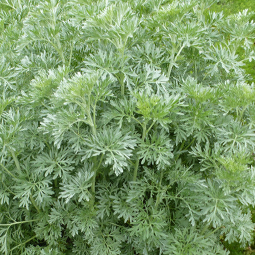 Bakker - 3 Absinthes - Artemisia absinthium - Plantes d'extérieur