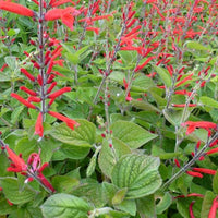 Bakker - Sauge-ananas Scarlet Pineapple - Salvia elegans scarlet pineapple - Plantes d'extérieur