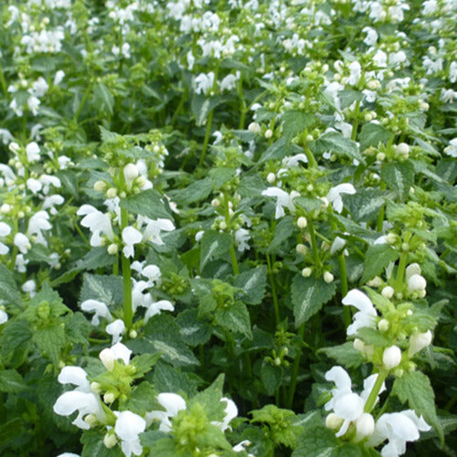 Bakker - 3 Lamiers maculés Album - Lamium maculatum album - Plantes d'extérieur