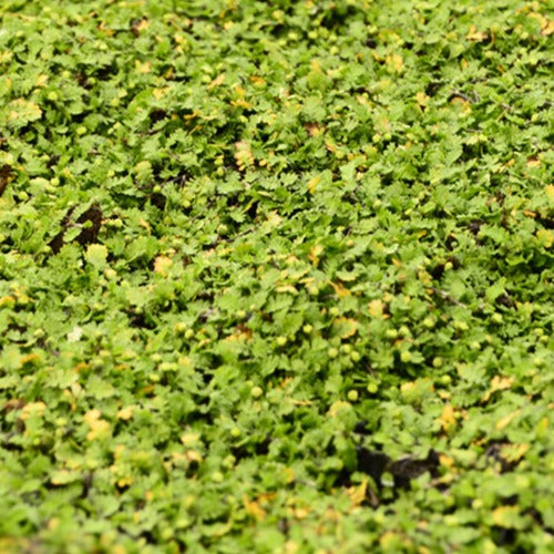 Bakker - Cotule dioique Minima Cotule naine - Leptinella dioica minima - Plantes d'extérieur