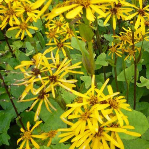 Bakker - Ligulaire hessei - Ligularia hessei - Plantes d'extérieur