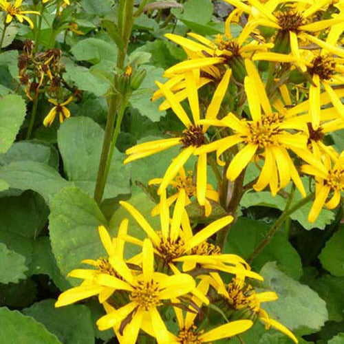 Bakker - Ligulaire Gregynog Gold - Ligularia hessei gregynog gold - Plantes d'extérieur