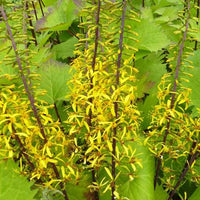 Ligulaire du Shavalski The Rocket - Ligularia stenocephala the rocket - Bakker