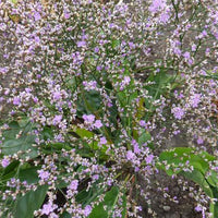Limonium gerberi - 3 Statice vivace - Plantes vivaces