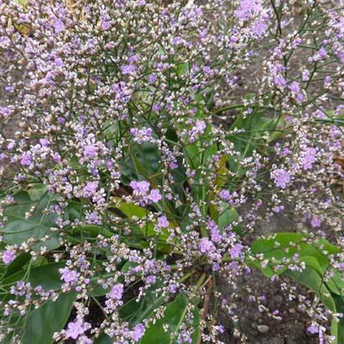 Bakker - 3 Statice vivace - Limonium gerberi - Plantes d'extérieur