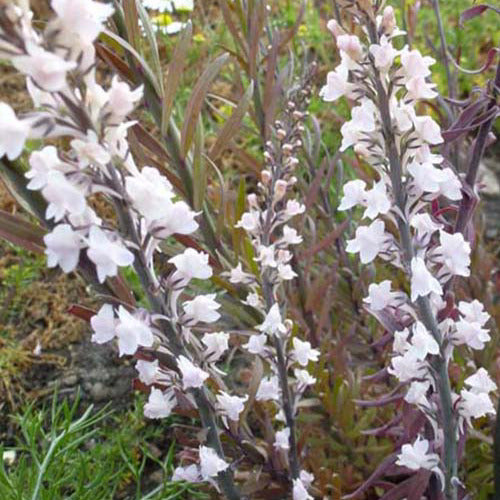 Bakker - Linaire pourpre Canon J. Went - Linaria purpurea canon j. went - Plantes d'extérieur