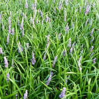 Liriope muscari Big Blue - Bakker