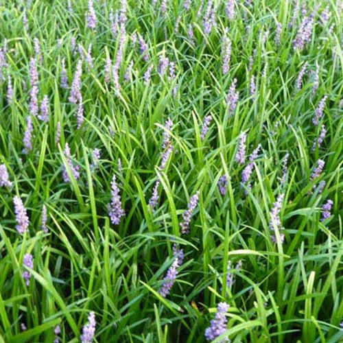 Bakker - Liriope muscari Big Blue - Liriope muscari big blue - Plantes d'extérieur