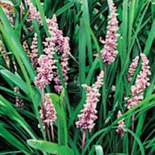 Bakker - Liriope spicata - Liriope spicata - Plantes d'extérieur