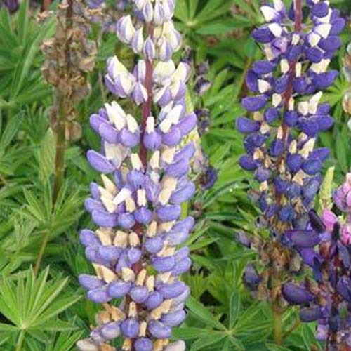 Bakker - Lupin Gallery Blue - Lupinus gallery blue - Plantes d'extérieur