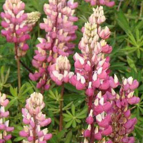 Bakker - 3 Lupins La Chateleine - Lupinus the chatelaine - Plantes d'extérieur