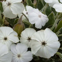 3 Lychnis coronaria Alba