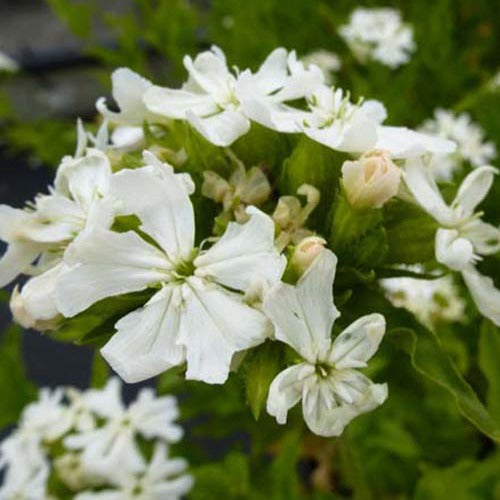 Bakker - 3 Croix de Jérusalem blanches - Lychnis chalcedonica alba - Plantes d'extérieur