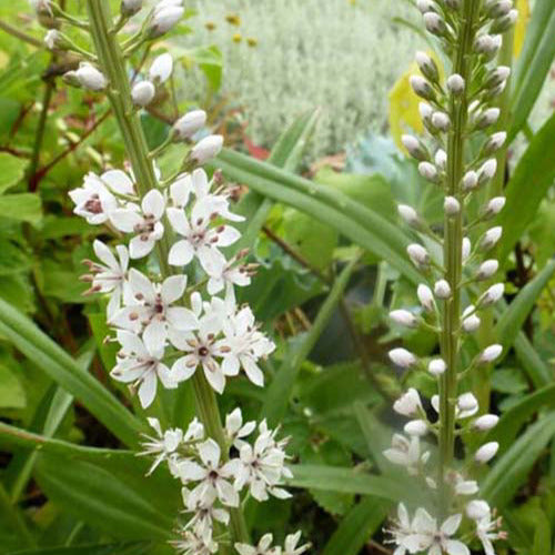 Bakker - Lysimaque ephémère - Lysimachia ephemerum - Plantes d'extérieur