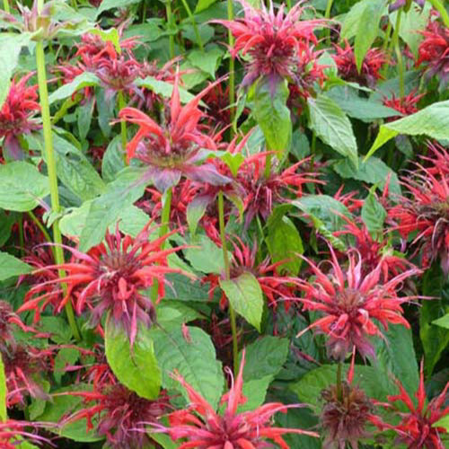 Monarde Cambridge Scarlet - Bakker