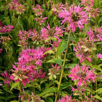 3 Monardes Marshall's Delight - Bakker