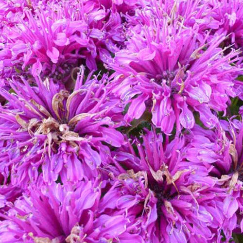 Bakker - Monarde Purple Lace - Monarda purple lace - Plantes d'extérieur
