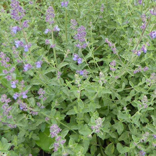 Nepeta Six Hills Giant - Bakker.com | France