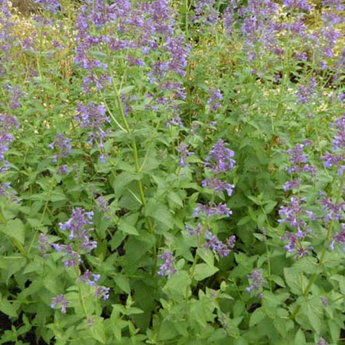 Nepeta à grandes fleurs Dawn To Dusk - Bakker